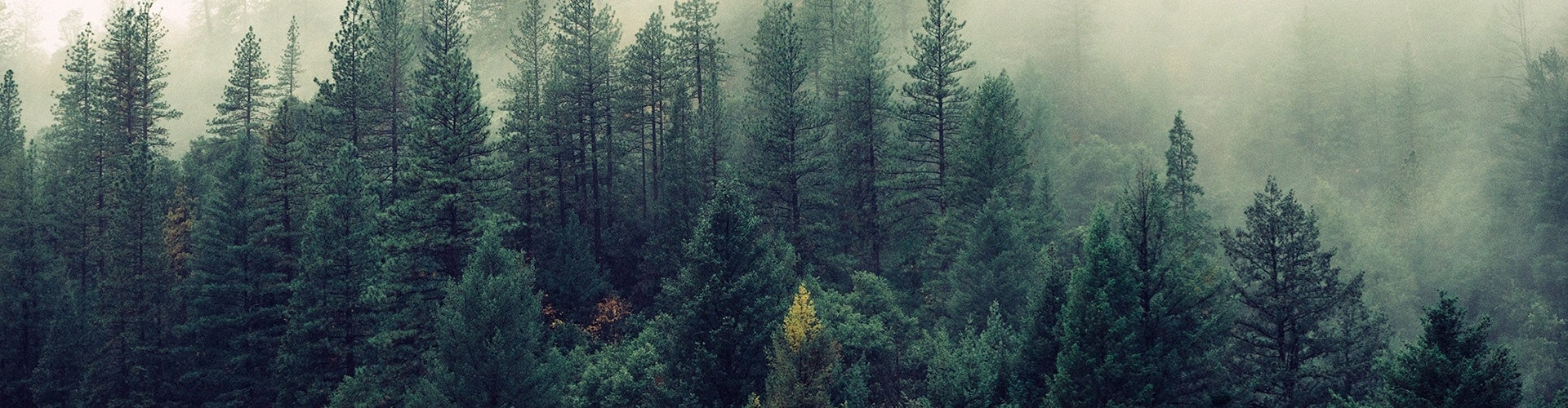 Sustainability header Sustainability header